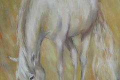 white-horse-40-50cm-340lv
